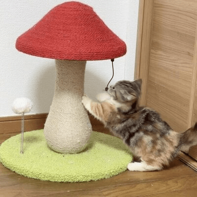 Arbre à Chat - MushroomCatTower™ - Happy Miaou