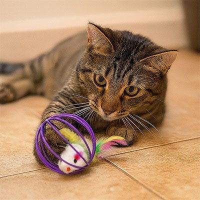 Jouet pour Chat Interactif | FélinStimul - Happy Miaou