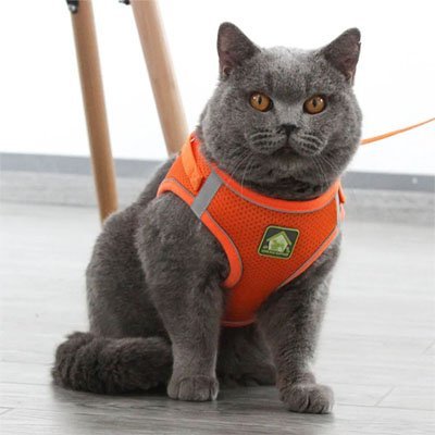 Harnais Chat | Sécuriflex - Happy Miaou