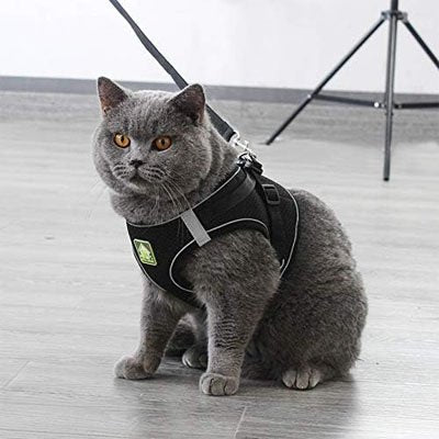 Harnais Chat | Sécuriflex - Happy Miaou