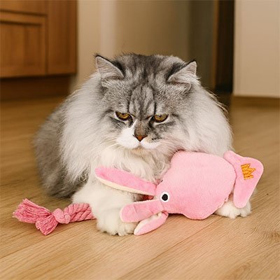 Jeux pour Chat | FélinActive - Happy Miaou