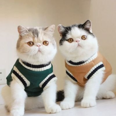 Pull pour chat | Douillet - Happy Miaou